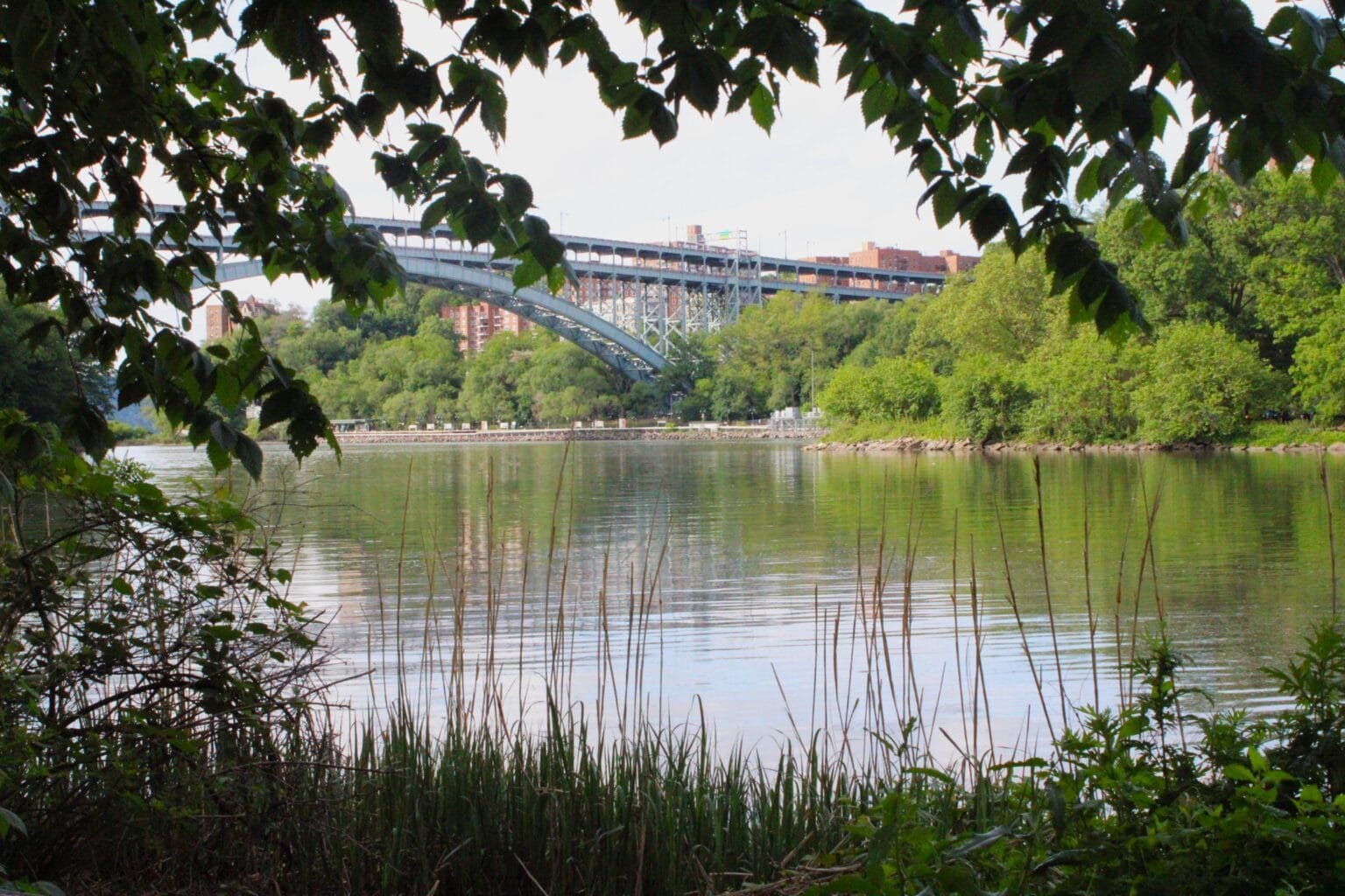 Inwood Hill Park A tranquil view through reeds and foliage looking across a cove toward the Henry Hudson Bridge, its green steel arch reflected in the calm water.