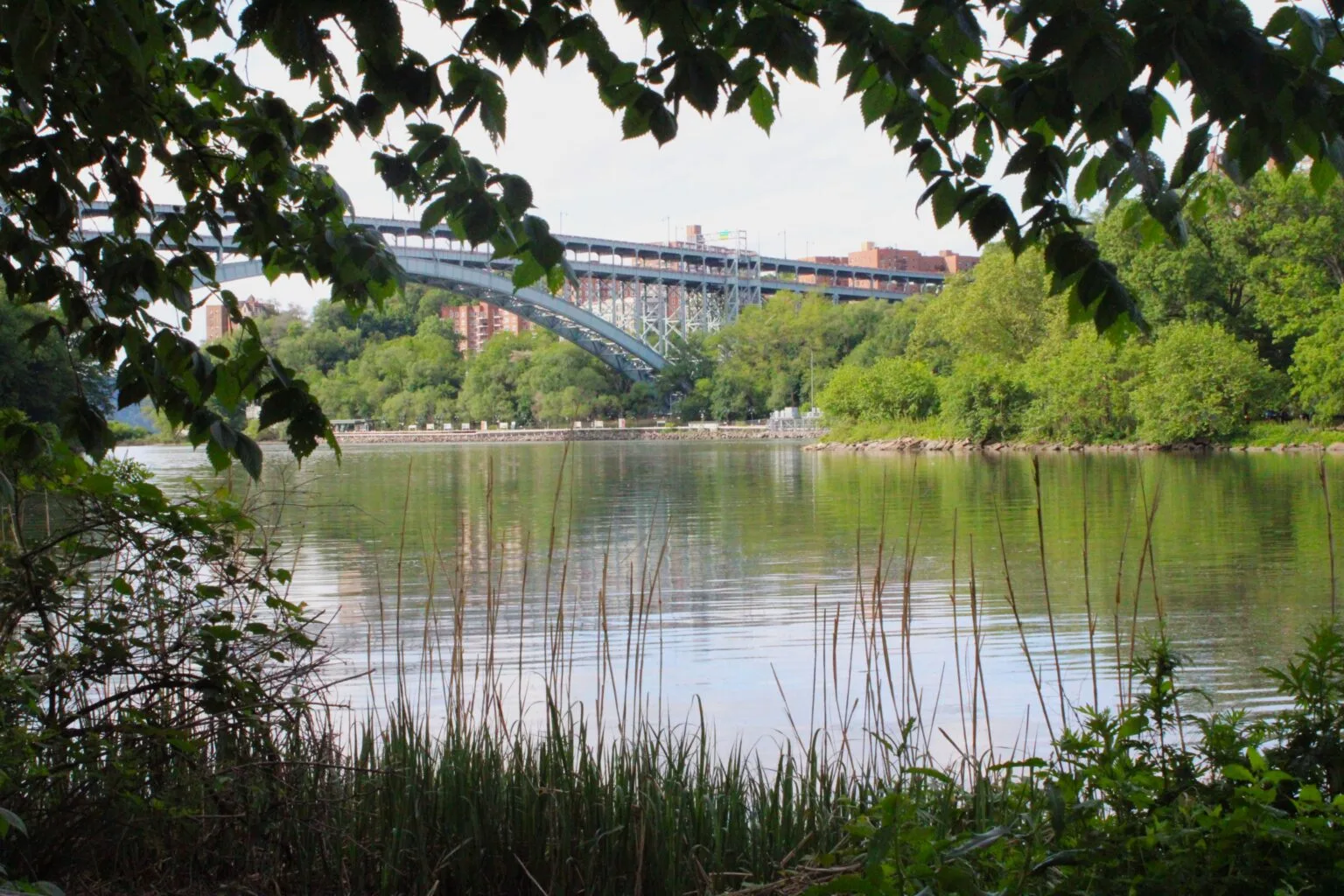 Inwood Hill Park A tranquil view through reeds and foliage looking across a cove toward the Henry Hudson Bridge, its green steel arch reflected in the calm water.