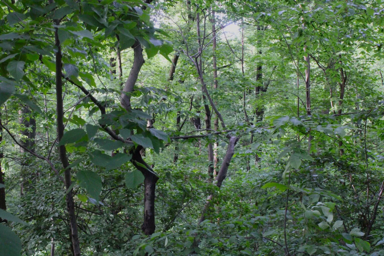 Inwood Hill Park Dense urban forest interior with multiple thin tree trunks and overlapping layers of bright green summer leaves, creating an almost impenetrable canopy.