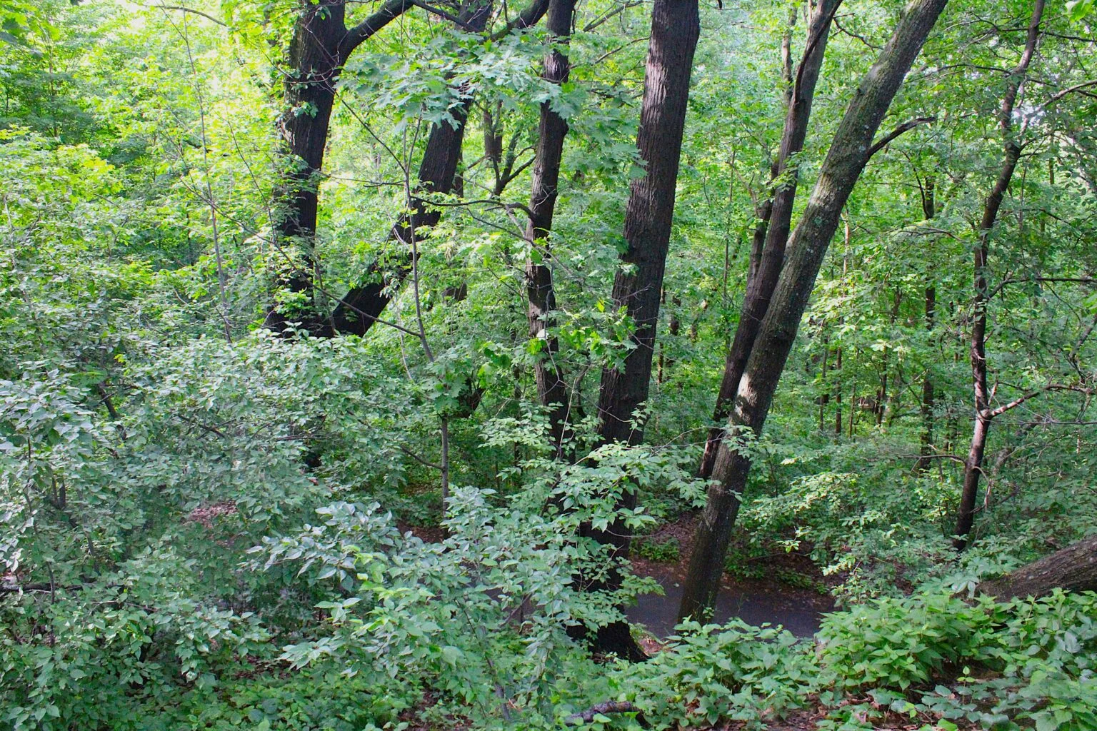 Inwood Hill Park A narrow dirt trail winds through a lush, heavily wooded hillside with tall trees, fallen logs, and thick undergrowth on either side.