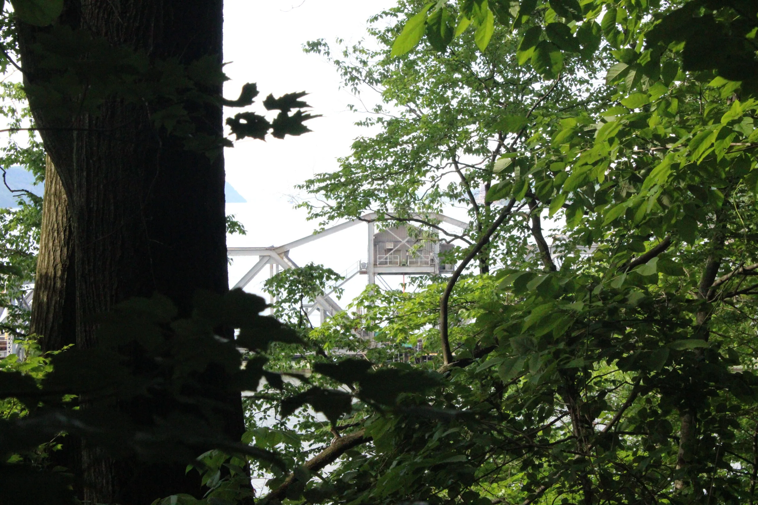 Inwood Hill Park Looking up through a green summer canopy at the steel truss structure of the Henry Hudson Bridge visible between the leaves and a large tree trunk in the foreground.