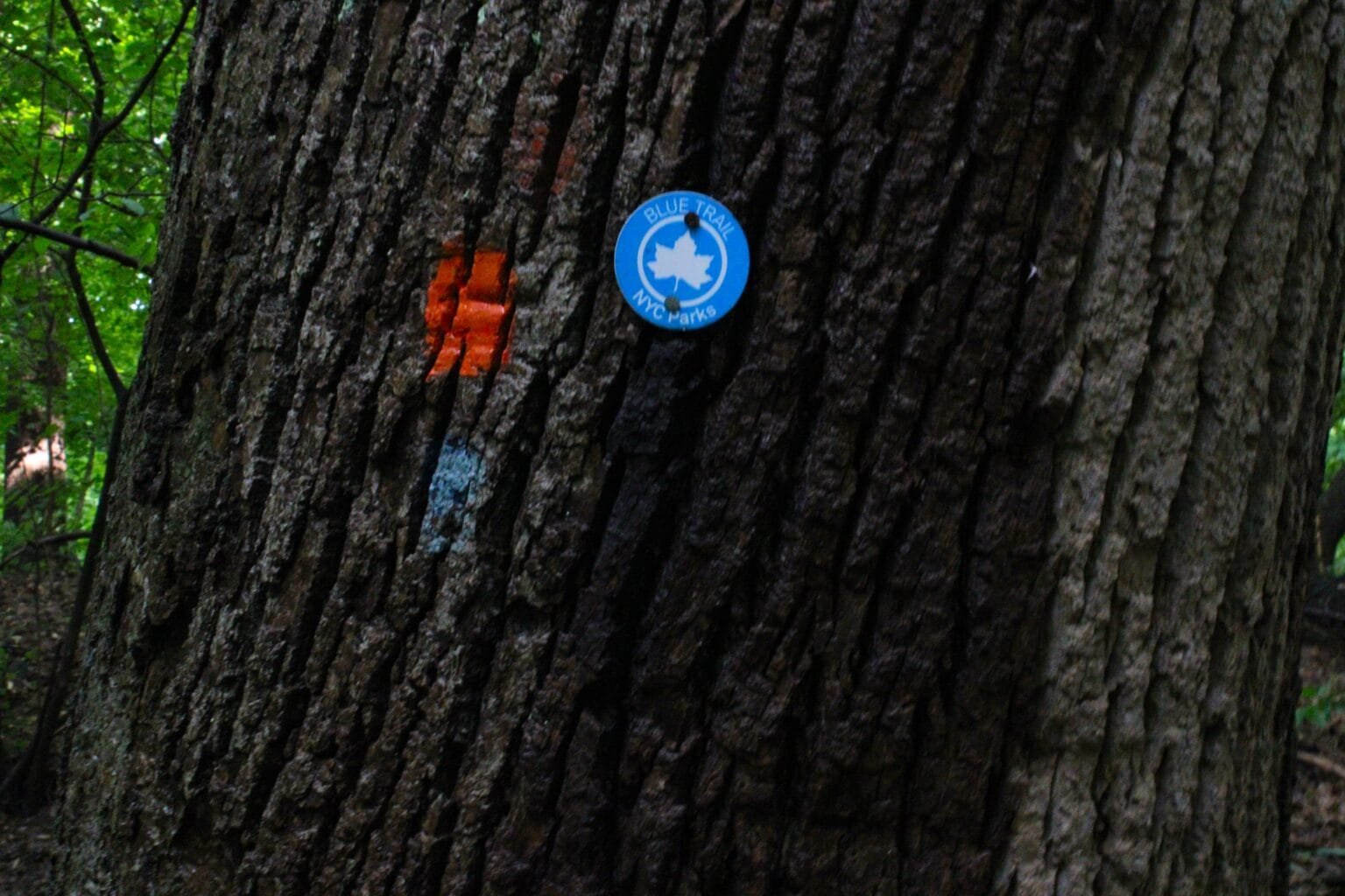 Inwood Hill Park Close-up of tree bark on a large old-growth trunk, with a blue circular NYC Parks "Blue Trail" trail marker medallion affixed to it, alongside an orange painted blaze mark.