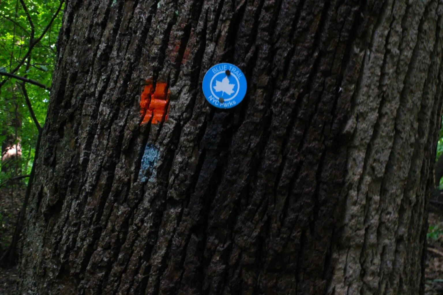 Inwood Hill Park Close-up of tree bark on a large old-growth trunk, with a blue circular NYC Parks "Blue Trail" trail marker medallion affixed to it, alongside an orange painted blaze mark.