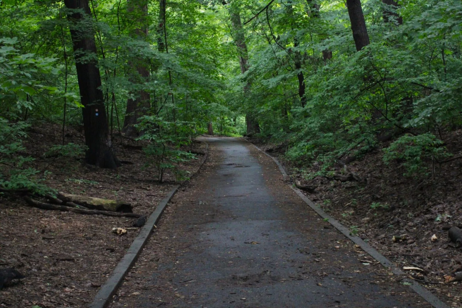 Inwood Hill Park A straight paved path recedes into the distance through a tunnel of tall trees, with leaf litter and fallen logs on the wooded hillside slopes on both sides.