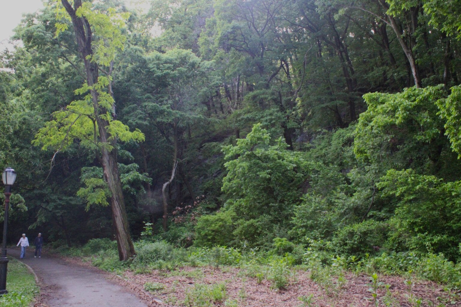 Inwood Hill Park A hiker walks along a shaded park path at the edge of the forest, with dense green woodland rising steeply on the right and a lamp post visible to the left.