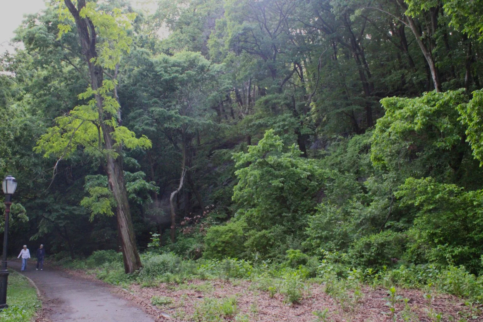 Inwood Hill Park A hiker walks along a shaded park path at the edge of the forest, with dense green woodland rising steeply on the right and a lamp post visible to the left.